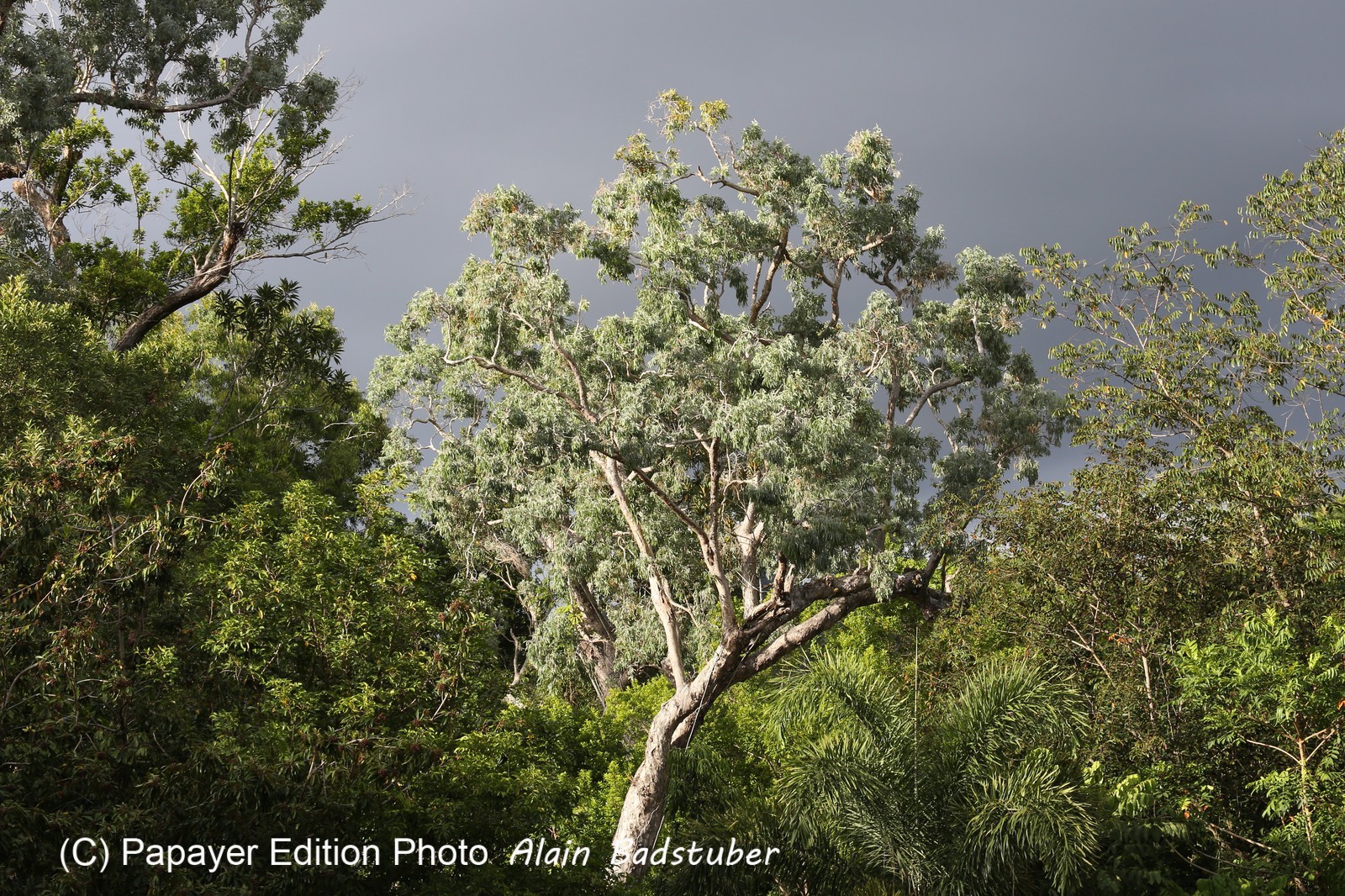 Cape-Trib_0001_02.JPG