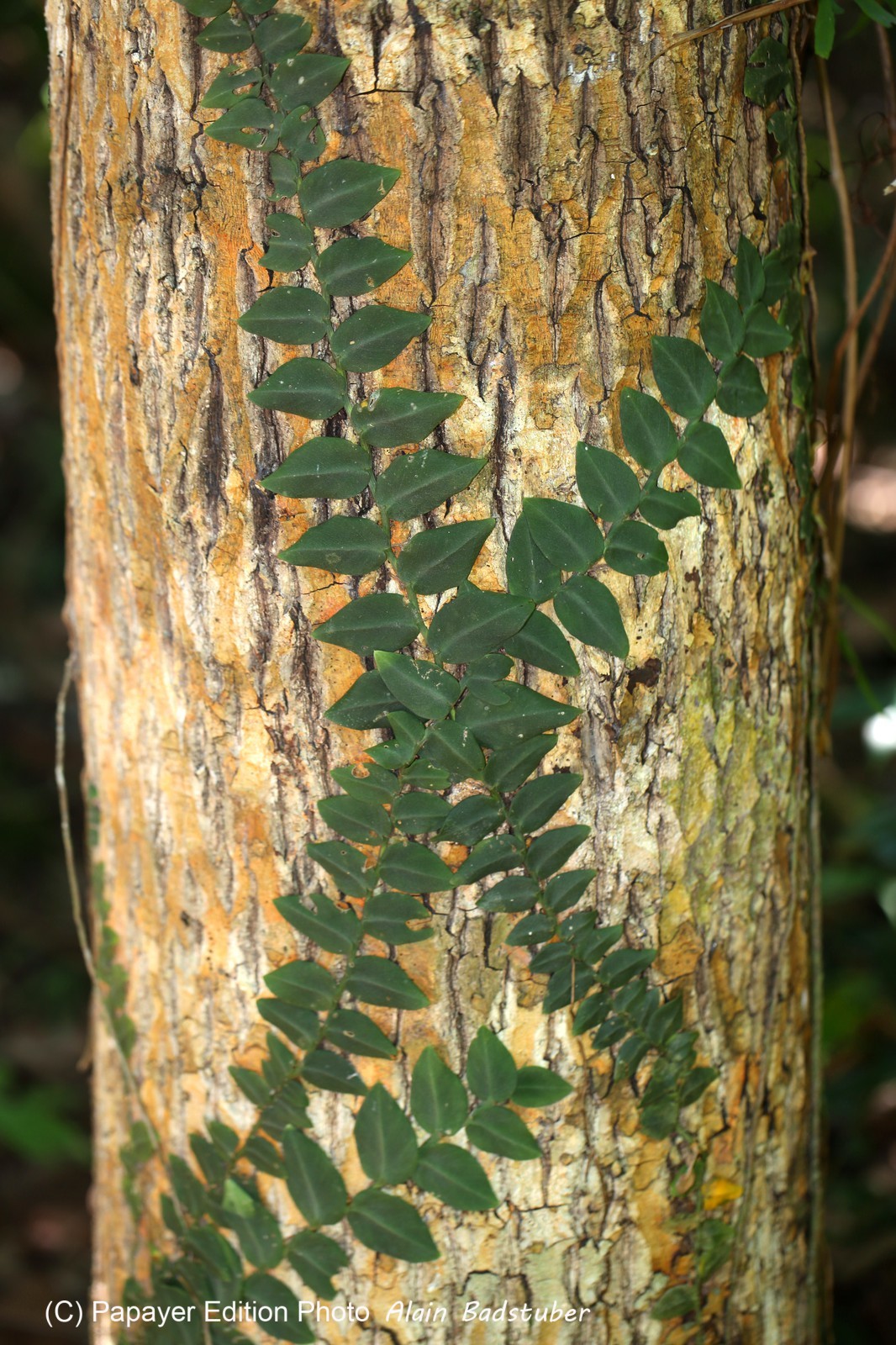 Cape-Trib_0297_1.jpg