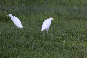 Heron-garde-boeufs_1.jpg