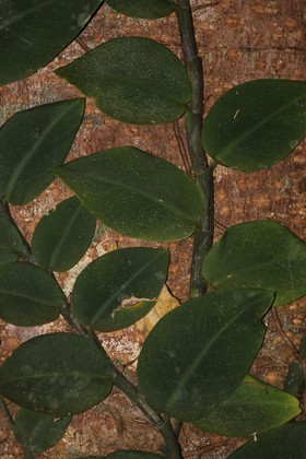 Cape-Trib_1478.JPG