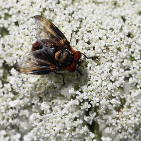 tachinidae_phasia-hemiptera-...-_2.jpg