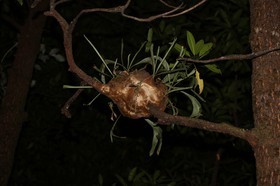 Cape-Trib_0537.JPG