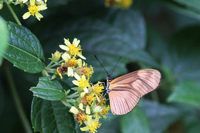 Eueides-aliphera_2.jpg