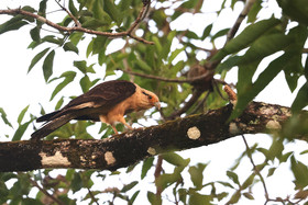 Caracara-a-tete-jaune_1.jpg
