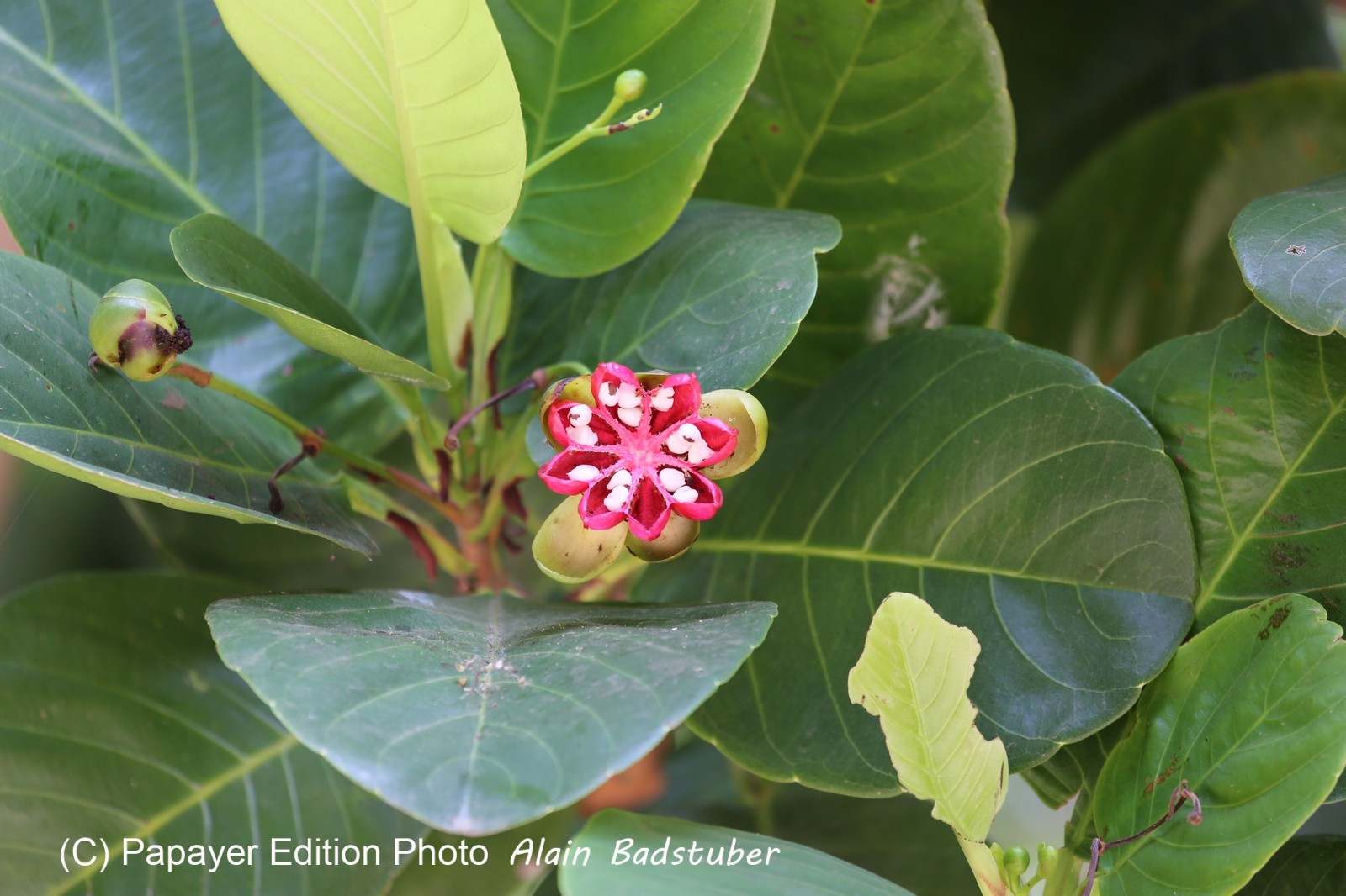 Cape-Trib_1216.JPG
