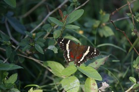 _MG_5266.JPG