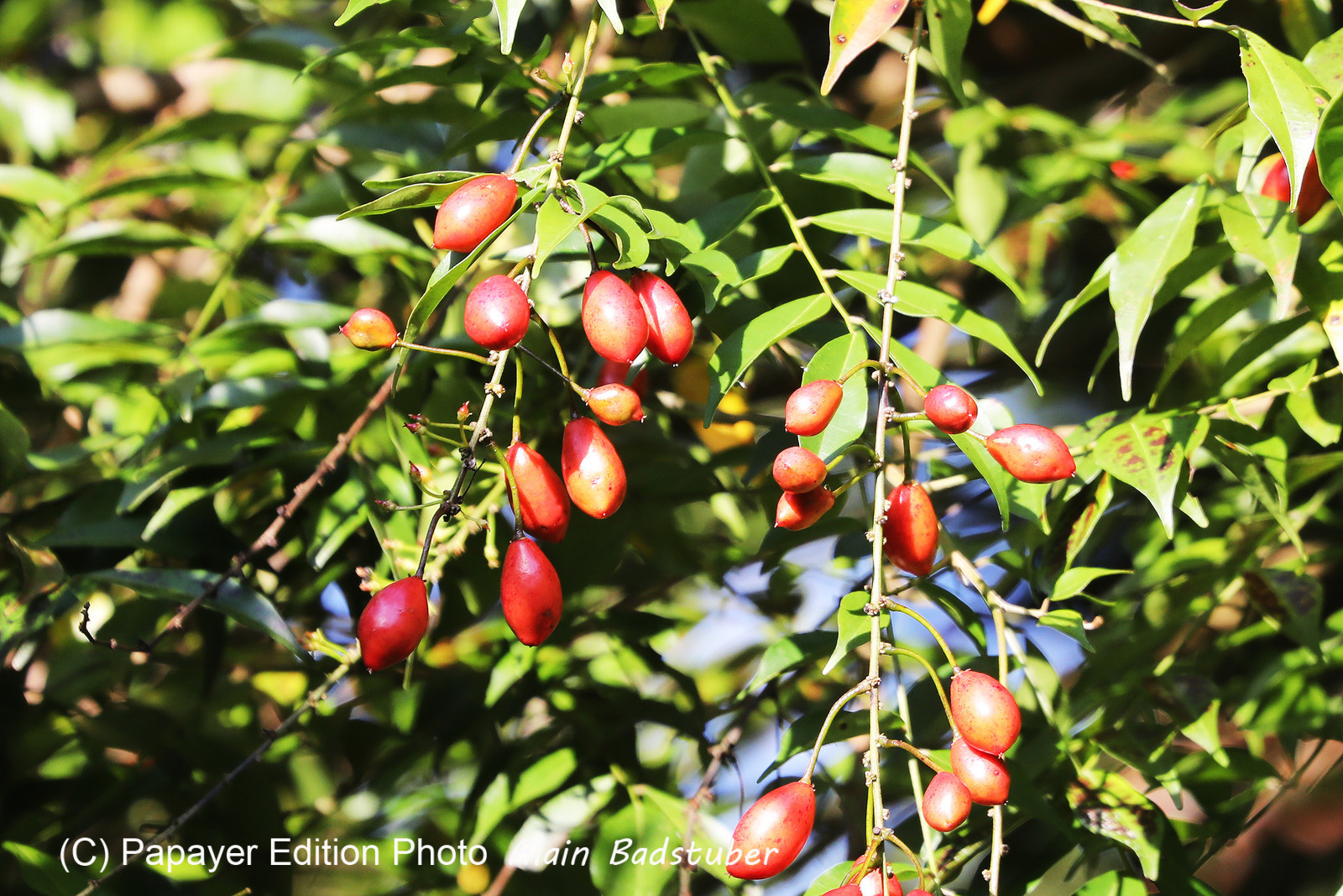 Fruits_1.jpg