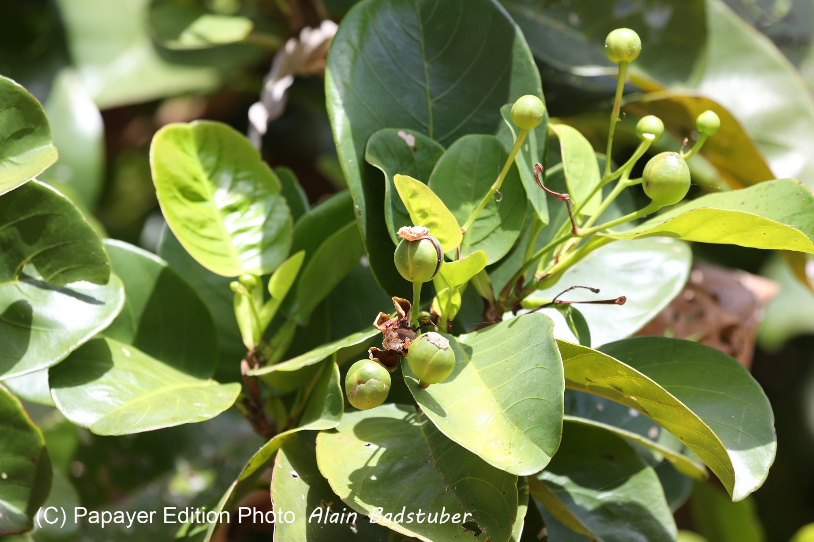 Cape-Trib_1250.JPG