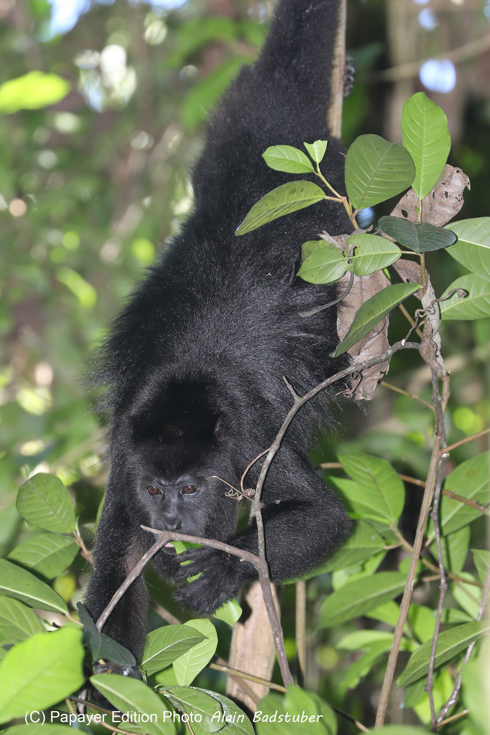 Singes hurleurs à Punta Gorda, Bélize