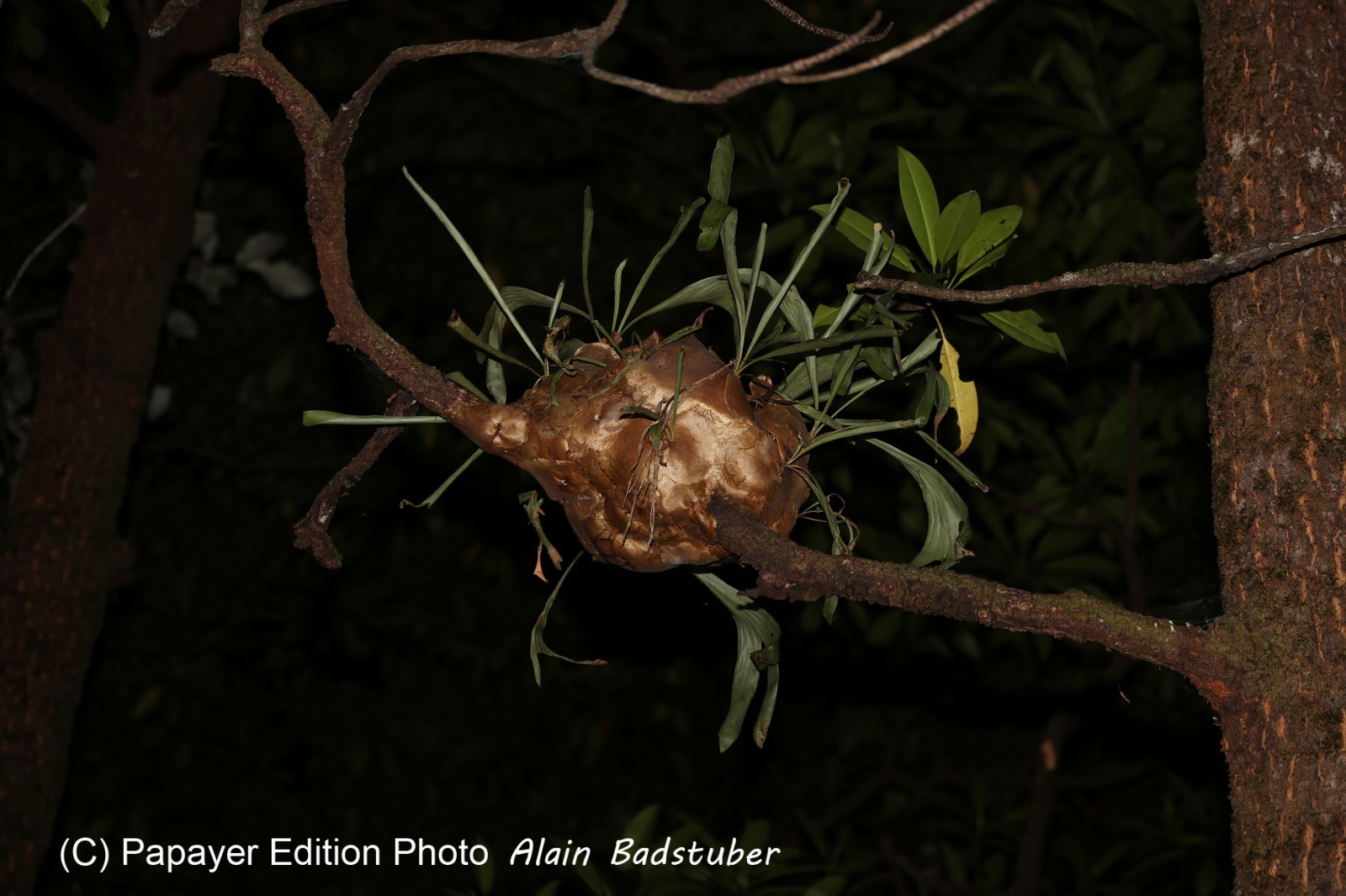 Cape-Trib_0537_01.JPG