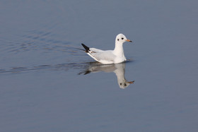 Faune et Flore de Suisse, 2022, Champs-Pittet, Mouette rieuse