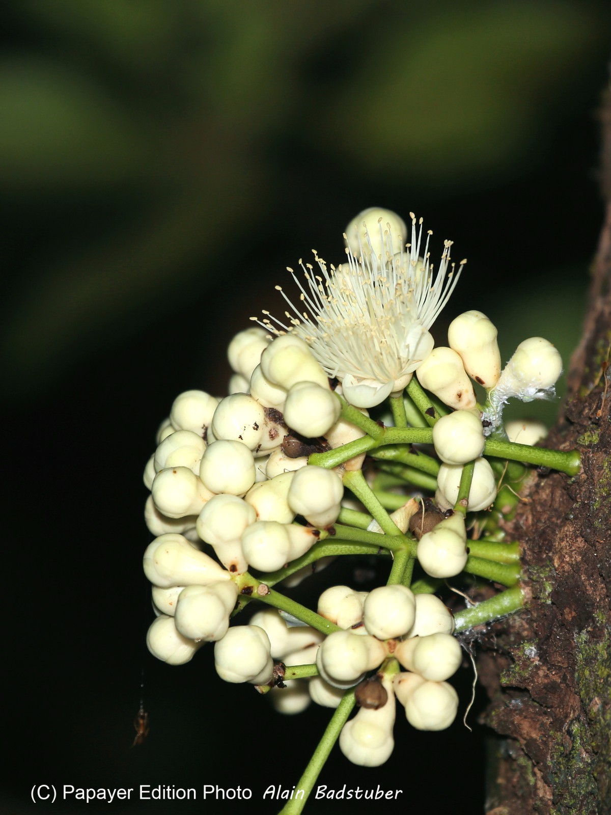 Cape-Trib_0346_1.jpg