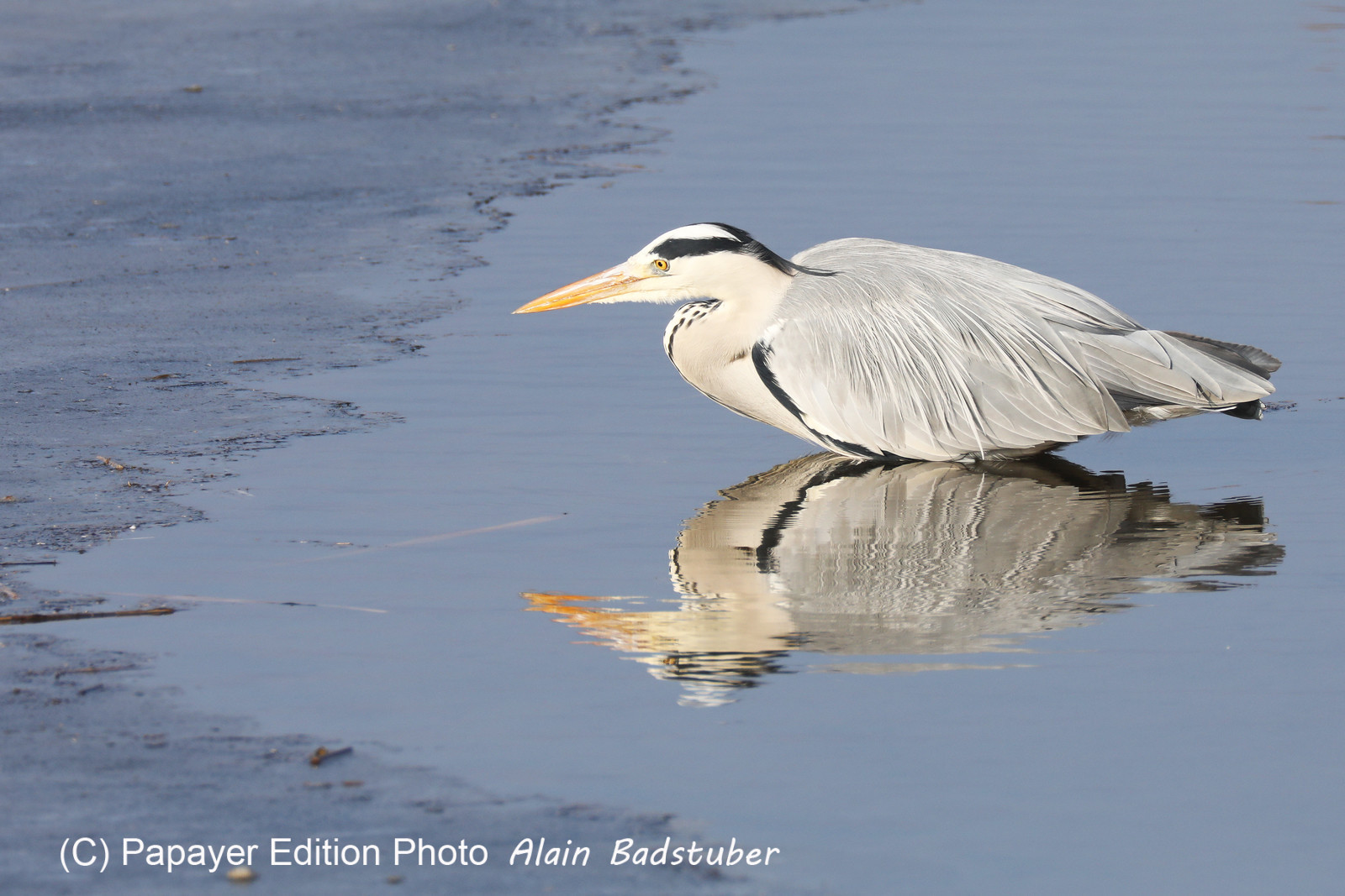 Faune et Flore de Suisse, 2022, Champs-Pittet, Heron cendré
