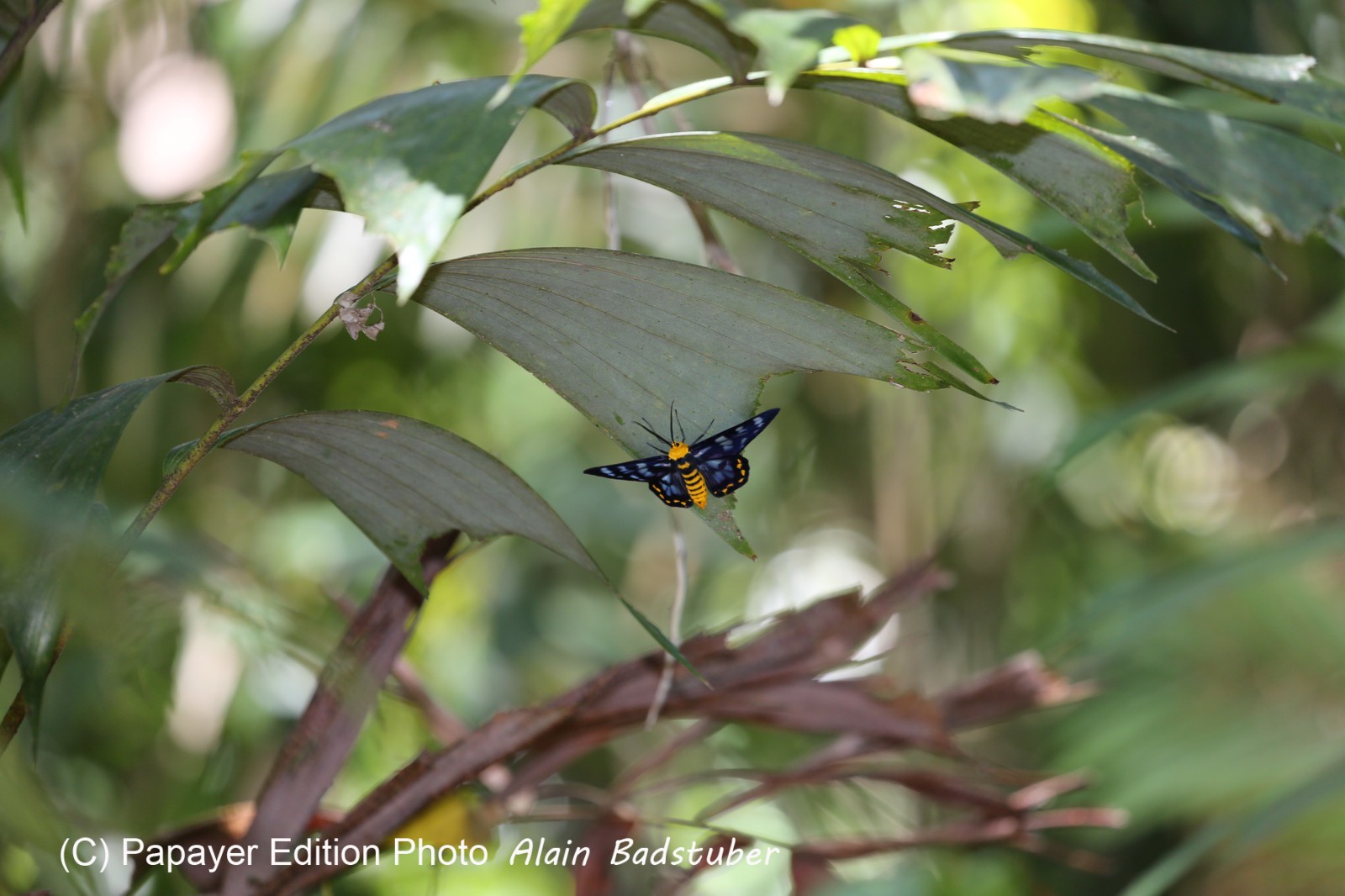 Cape-Trib_1446.JPG