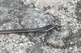 _MG_5462.JPG