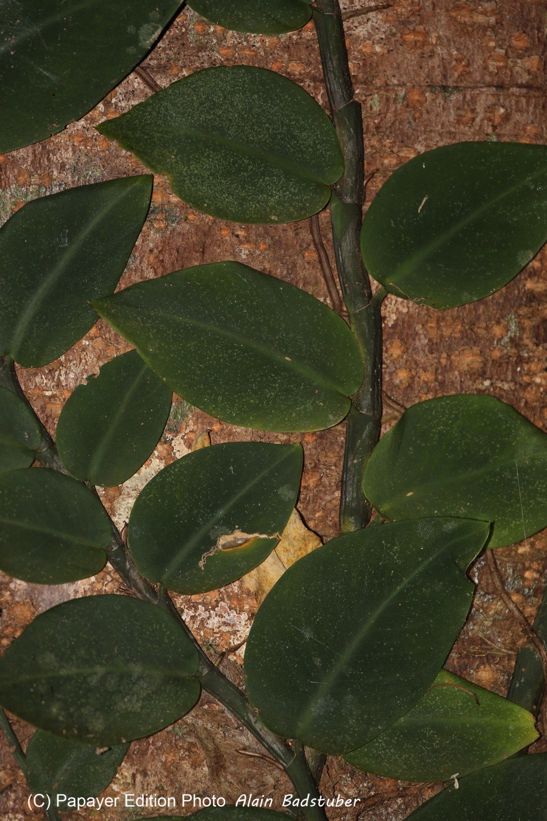 Cape-Trib_1478.JPG