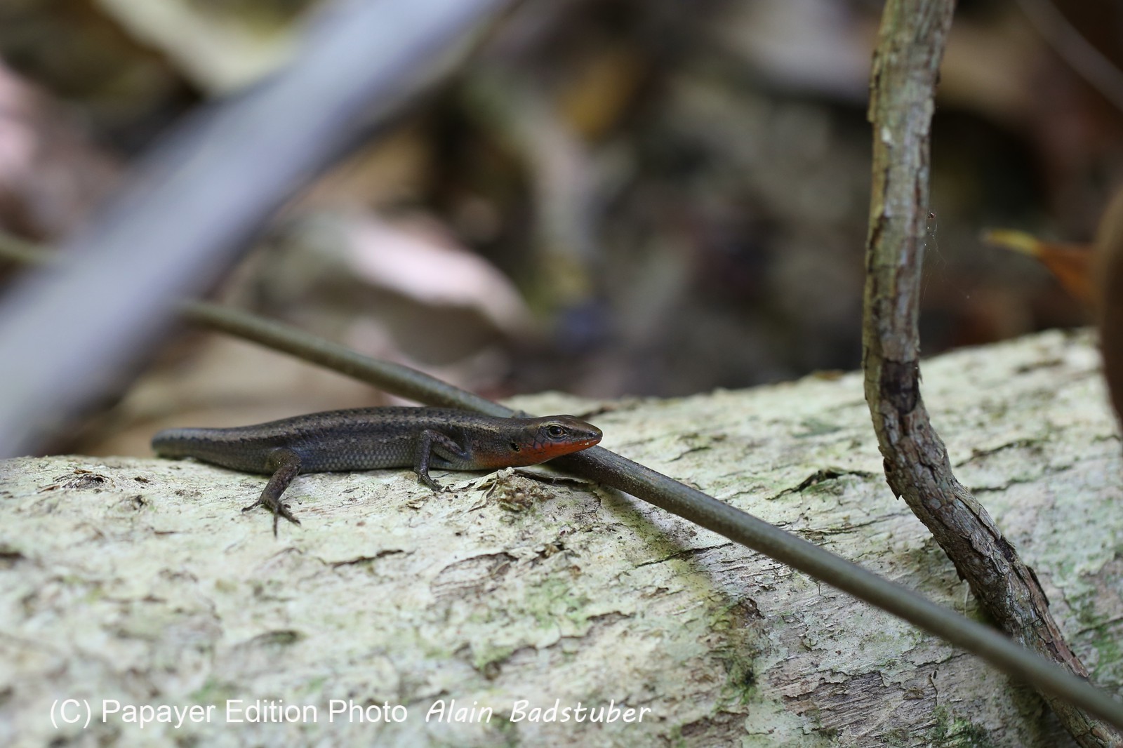 Reptiles à Cape Tribulation