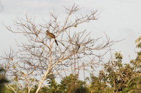 Chachalaka_12-04-12.jpg