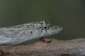 IMG_8129.JPG
