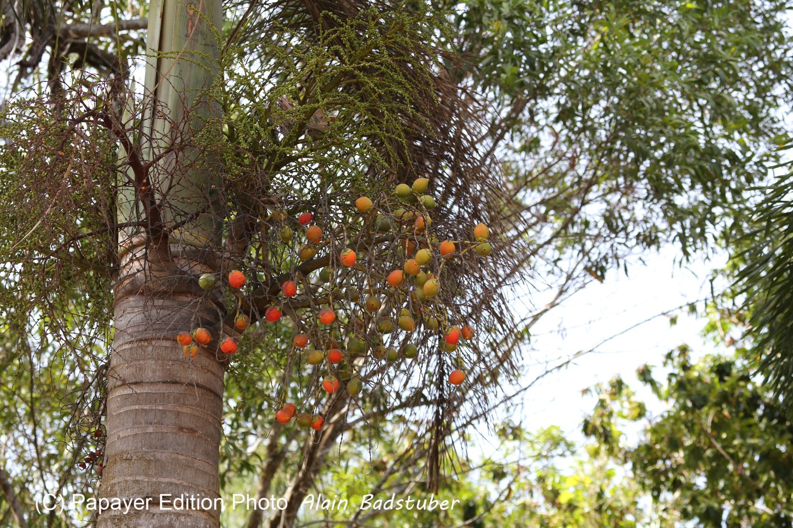 Cape-Trib_1322.JPG