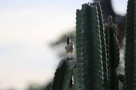 Portal_Paraiso_2_032.jpg