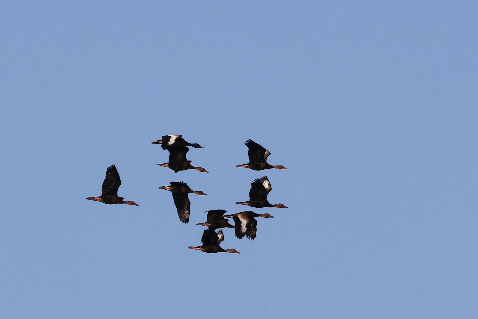 Dendrocygne-a-ventre-noir_2.jpg