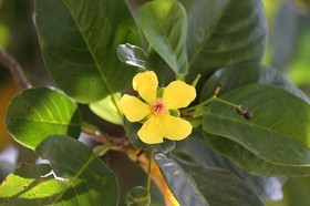 Cape-Trib_1260.JPG
