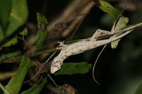 _MG_7225.JPG
