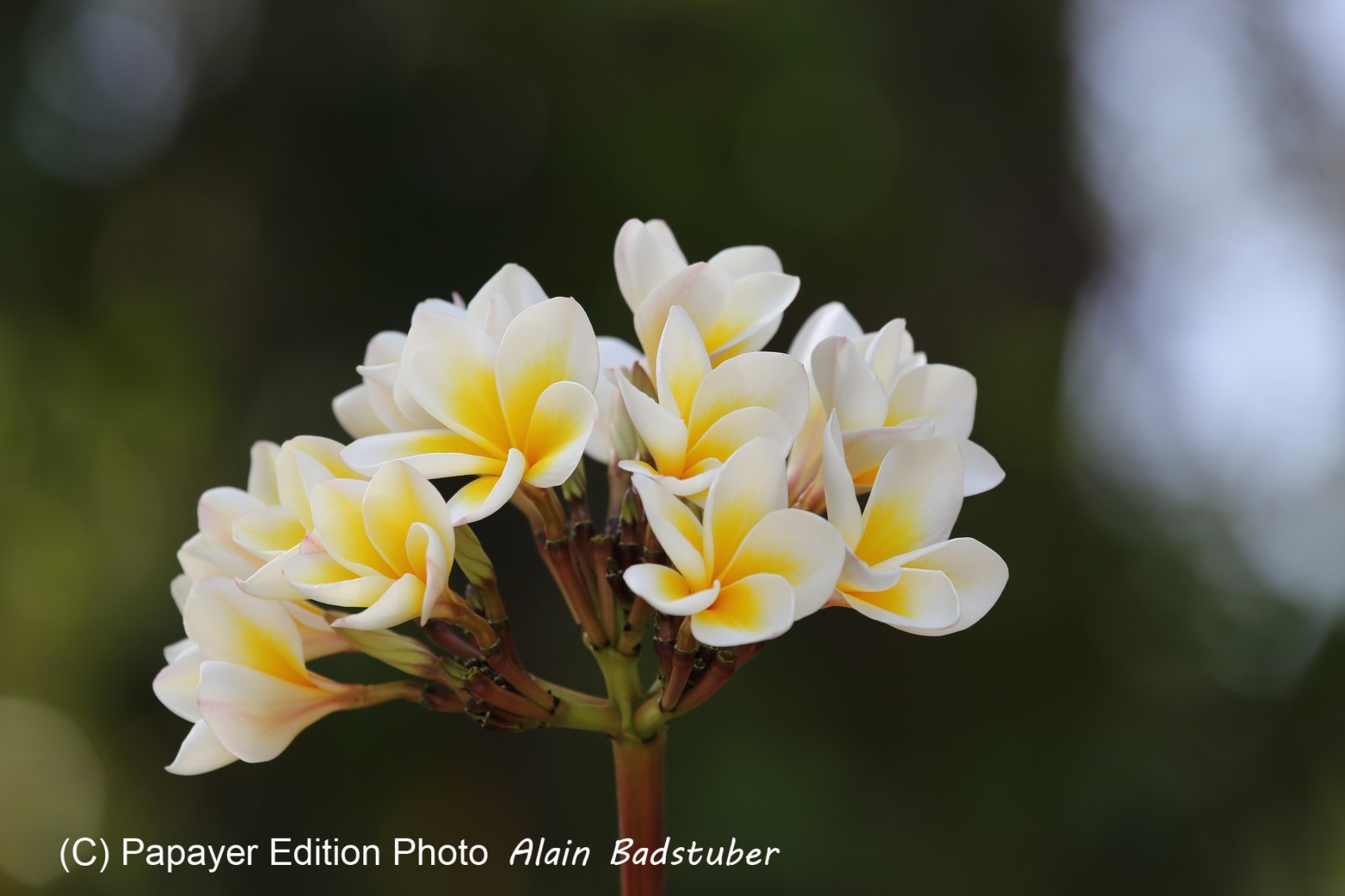 Cape-Trib_1332.JPG
