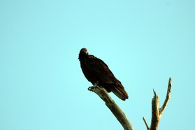 Images_Belize_2011_356