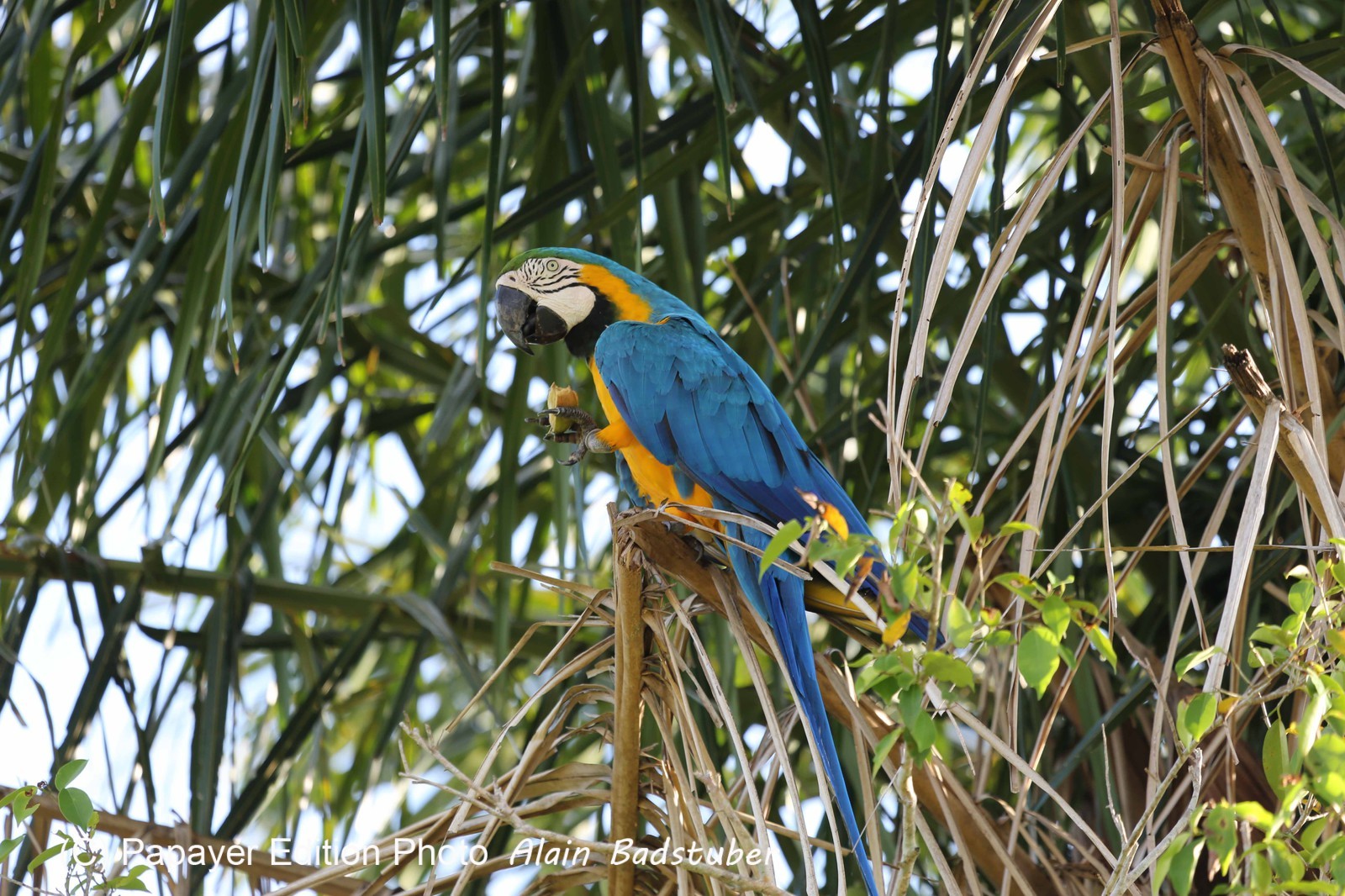 Portal_Paraiso_1_038.jpg