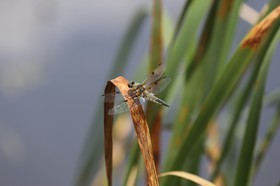 Vieille-Thielle_110.JPG