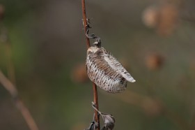 IMG_8005.JPG