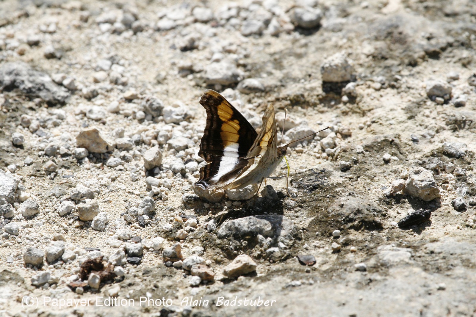 _MG_5383.JPG