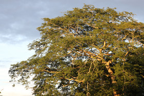 Crooked-Tree