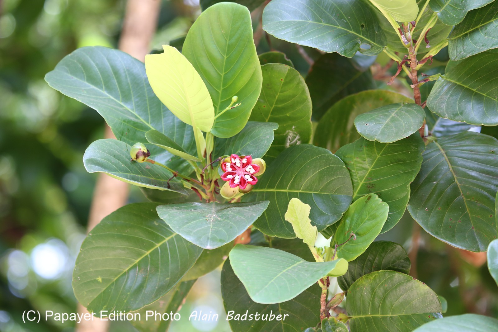Cape-Trib_1219.JPG
