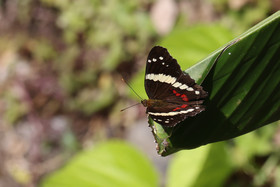 Anartia-fatima_2.jpg