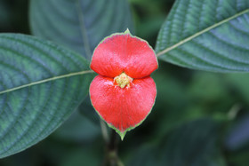 Chiguiri Arriba