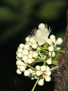 Cape-Trib_0346_1.jpg