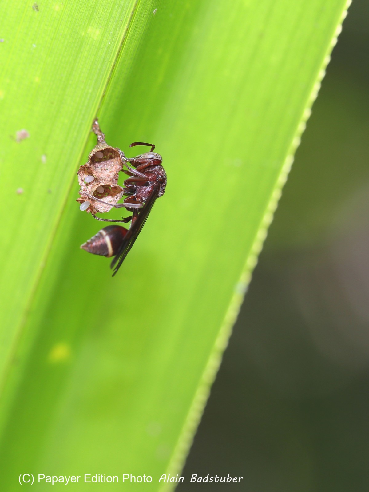 Cape-Trib_0326_1.jpg