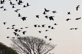 Canard-musque_Dendrocygne-a-ventre-noir_1.jpg