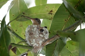Hummingbird_11-04-12_01.jpg
