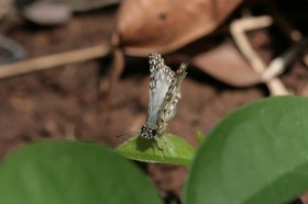 IMG_7955.JPG