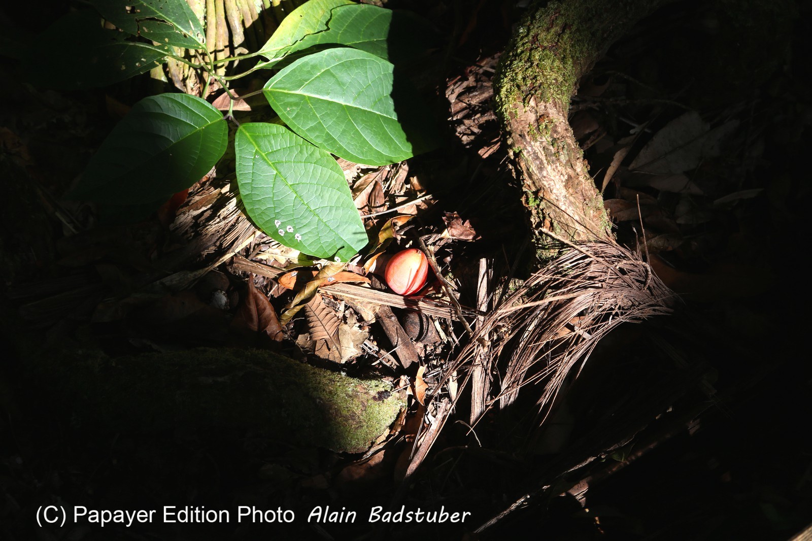 Cape-Trib_0494_1.jpg