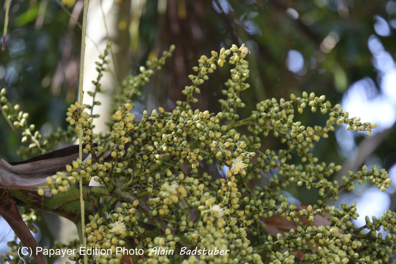 Cape-Trib_1327.JPG