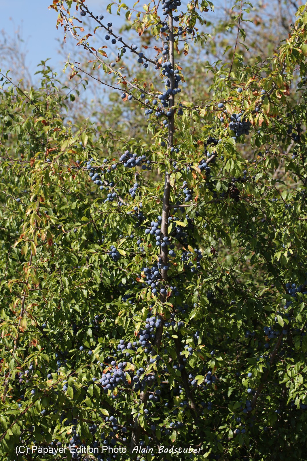 Chassagne_060.JPG
