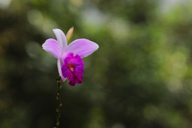 Chiguiri Arriba