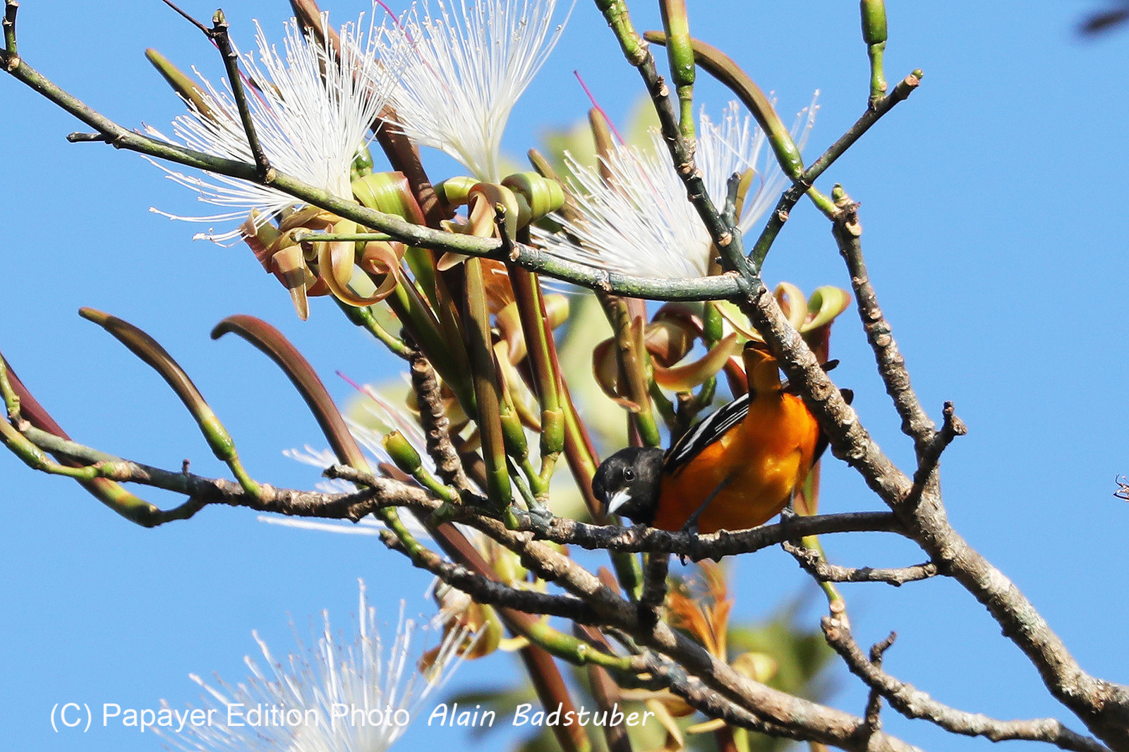 Oriole-sp_1.jpg