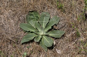 Chassagne_098.JPG