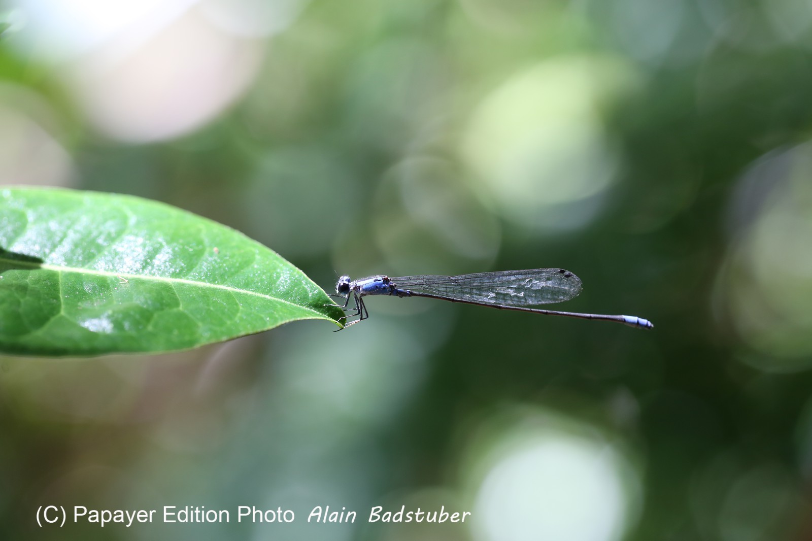 Cape-Trib_0836.JPG